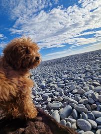 Cane per accoppiamento