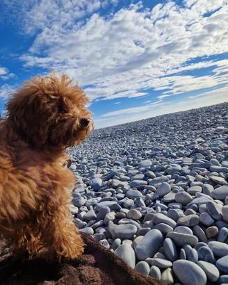 Cane per accoppiamento