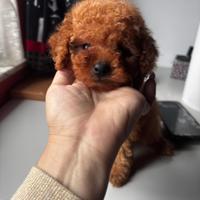 Barboncini toy fulvi