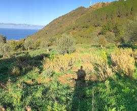 Terreno agricolo con rudere vista mare