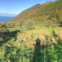 Terreno agricolo con rudere vista mare