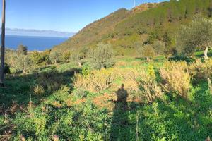 Terreno agricolo con rudere vista mare