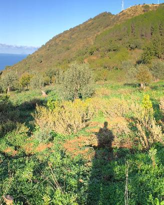 Terreno agricolo con rudere vista mare