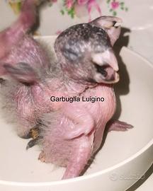 Pappagallo - Caicco Testa Nera