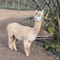 Alpaca femmina