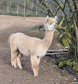 Alpaca femmina