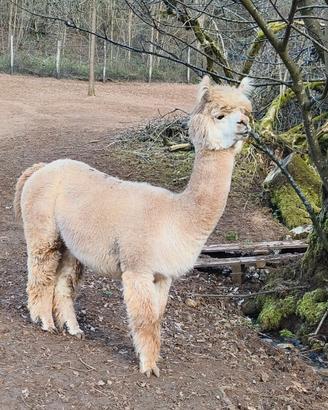 Alpaca femmina