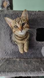 Gattina