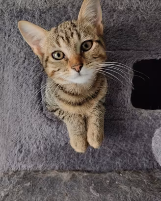 Gattina