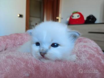 Cuccioli Sacro di Birmania