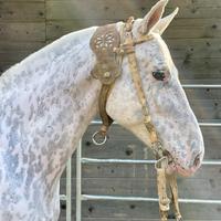 Cavallo argentino Appaloosa