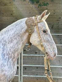 Cavallo argentino Appaloosa