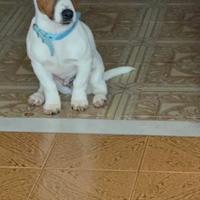 Jack Russell Maschio