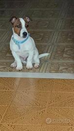 Jack Russell Maschio