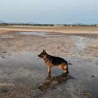 Disponibile Pastore Tedesco per monta