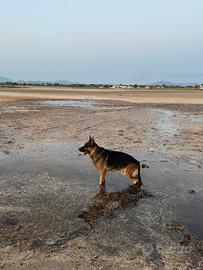 Disponibile Pastore Tedesco per monta