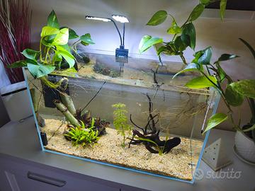 acquario 60 litri aperto in vetro 