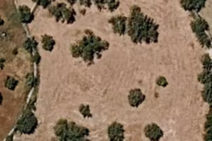 Terreno edificabile con piante ulivo e carrubo
