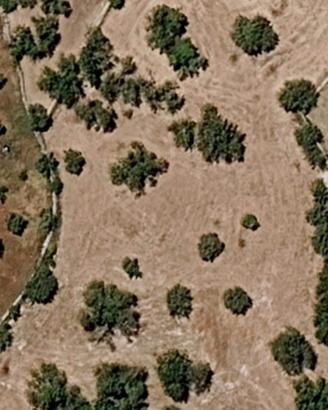 Terreno edificabile con piante ulivo e carrubo