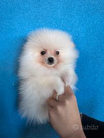 Meraviglioso cucciolo di Pomerania