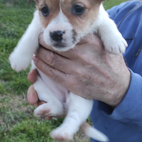Cuccioli di Jack Russel