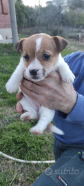 Cuccioli di Jack Russel