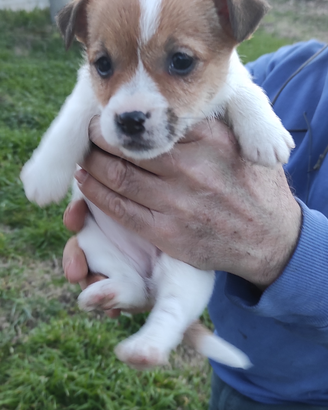 Cuccioli di Jack Russel