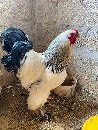 Coppia brahma bianco Columbia