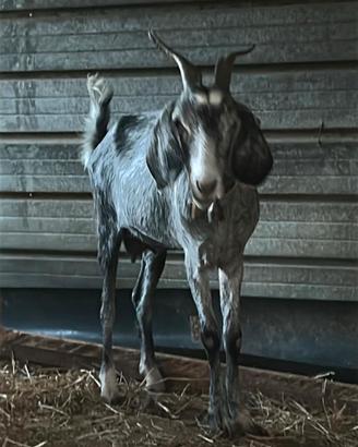 Capra