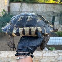 Testudo Marginata femmina riproduttiva