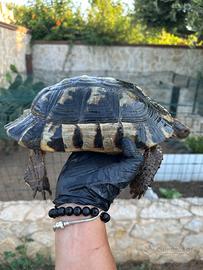 Testudo Marginata femmina riproduttiva