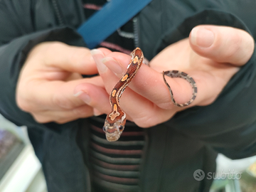 Serpente del grano baby