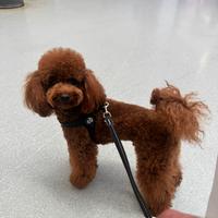 Barboncino brown 33cm disponibile per monta