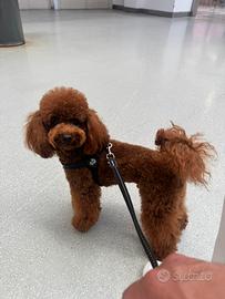 Barboncino brown 33cm disponibile per monta