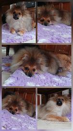 Cuccioli spitz tedesco nano pomerania