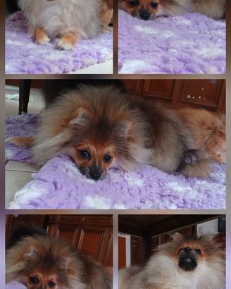 Cuccioli spitz tedesco nano pomerania