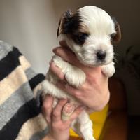 Yorkshire Biewer terrier