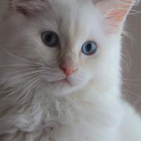 Cucciolo maschio razza ragdoll con pedigree ANFI