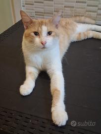 Gatto mix scottish/ sphynx 14 mesi