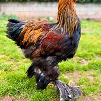 Brahma perniciato oro