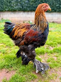 Brahma perniciato oro