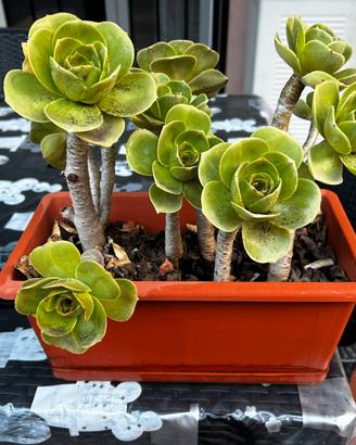 Aeonium