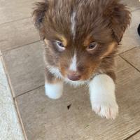 Disponibili cuccioli di pastore australiano