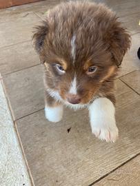 Disponibili cuccioli di pastore australiano