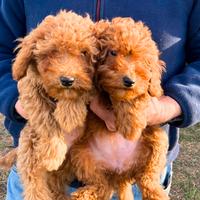 Barboncino nano red cuccioli