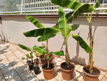 Albero di Banano (banane)