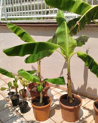 Albero di Banano (banane)