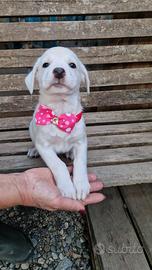 mix labrador 