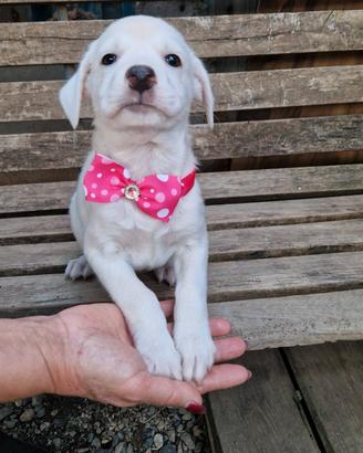 mix labrador 