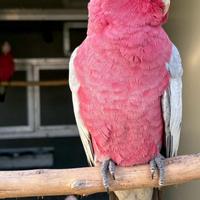 Coppia Cacatua Rosacapilla